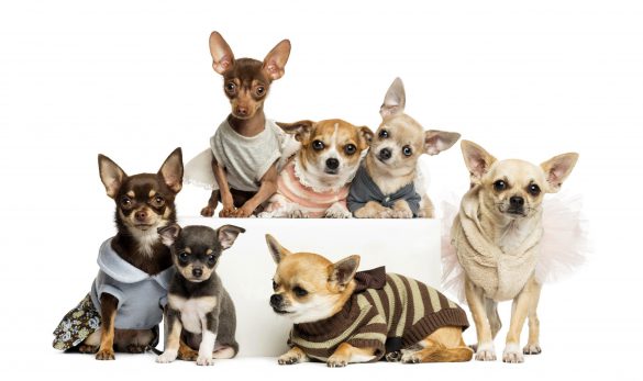 Chihuahua – tapety na pulpit (9)