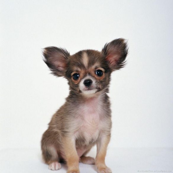 Chihuahua – tapety na smartfon i tablet (1)