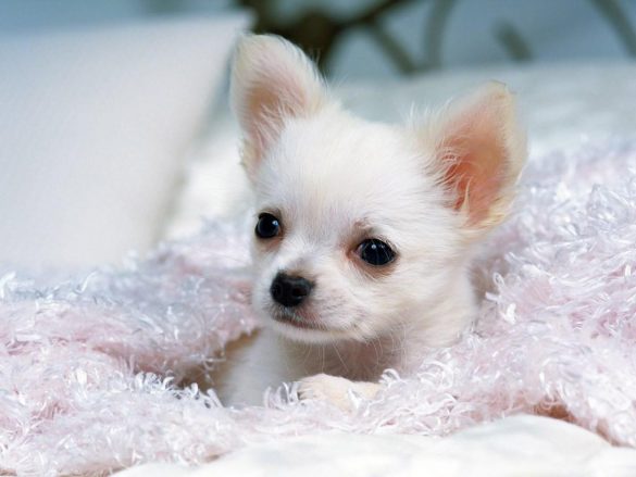 Chihuahua – tapety na smartfon i tablet (10)