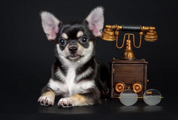 Chihuahua – tapety na smartfon i tablet (11)