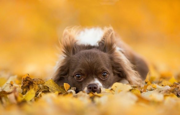 Chihuahua – tapety na smartfon i tablet (12)