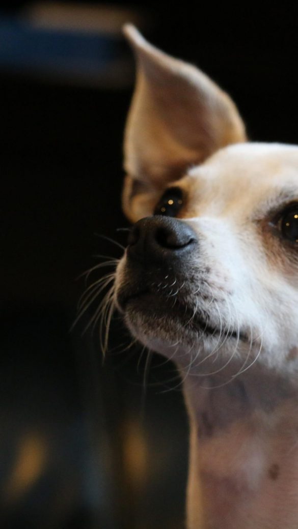 Chihuahua – tapety na smartfon i tablet (13)
