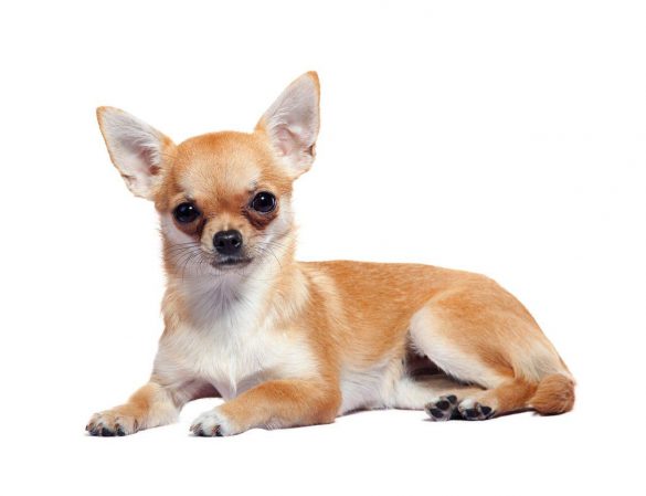 Chihuahua – tapety na smartfon i tablet (15)
