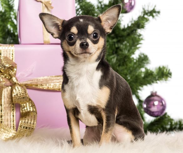 Chihuahua – tapety na smartfon i tablet (16)