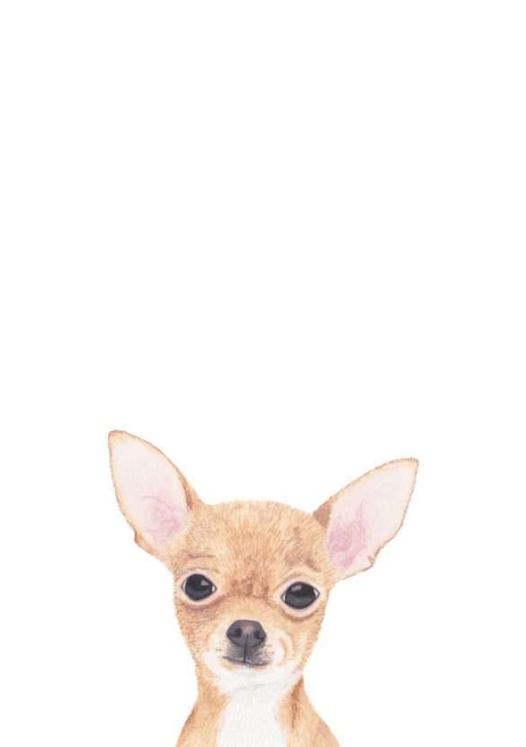 Chihuahua – tapety na smartfon i tablet (2)
