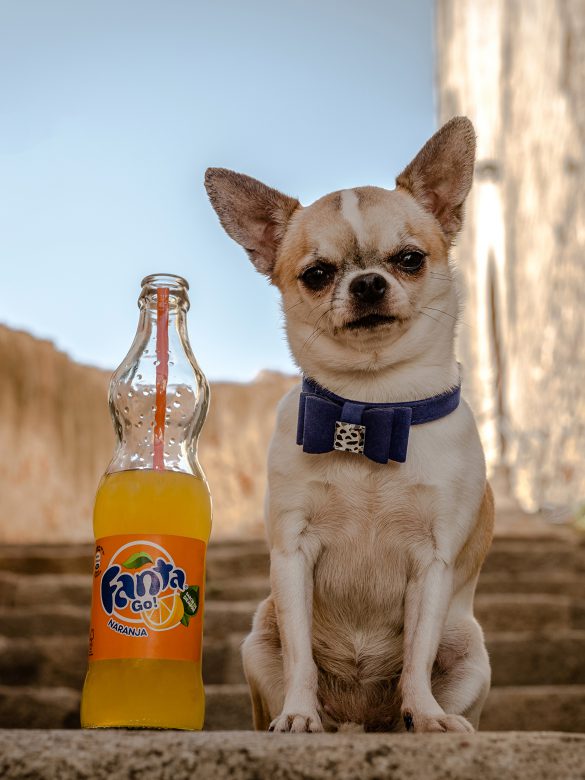 Chihuahua – tapety na smartfon i tablet (3)