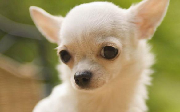 Chihuahua – tapety na smartfon i tablet (4)