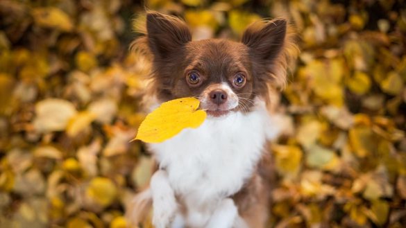 Chihuahua – tapety na smartfon i tablet (5)
