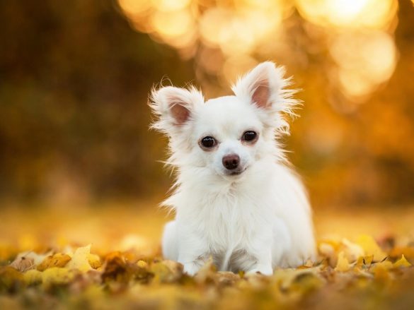 Chihuahua – tapety na smartfon i tablet (6)