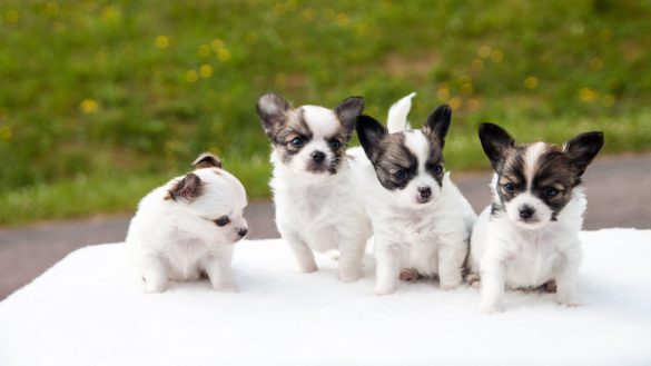 Chihuahua – tapety na smartfon i tablet (7)