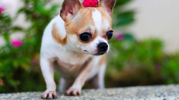 Chihuahua – tapety na smartfon i tablet (8)