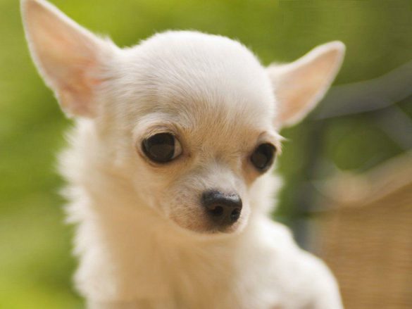 Chihuahua – tapety na smartfon i tablet (9)