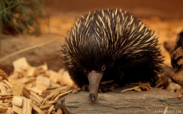 Jeż – tapety na pulpit (24)