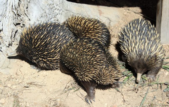 Jeż – tapety na pulpit (9)