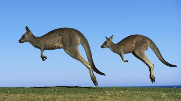 Kangur – tapety na pulpit (9)