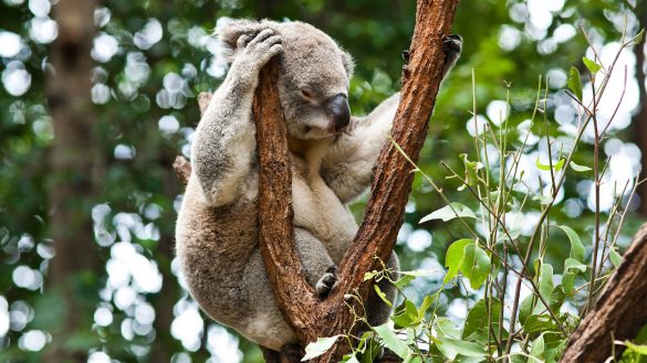 Koala – tapety na pulpit (1)