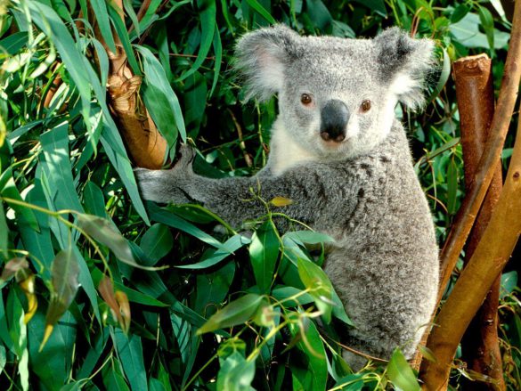 Koala – tapety na pulpit (10)