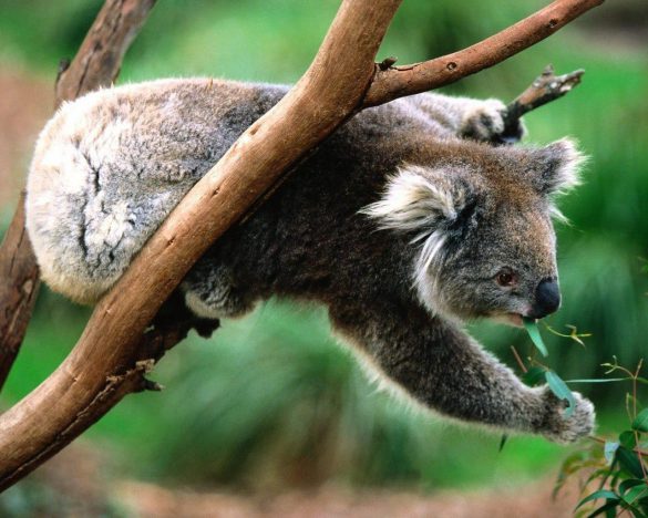 Koala – tapety na pulpit (13)