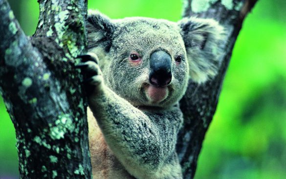Koala – tapety na pulpit (15)