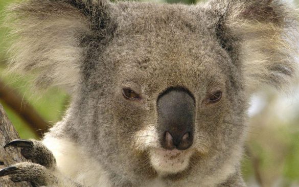 Koala – tapety na pulpit (16)