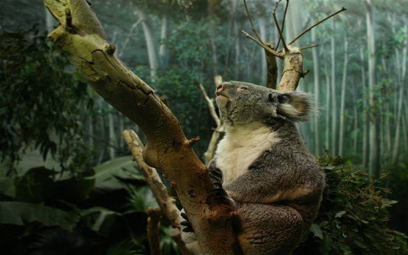 Koala – tapety na pulpit (17)
