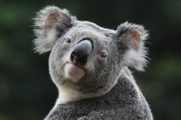 Koala – tapety na pulpit (18)