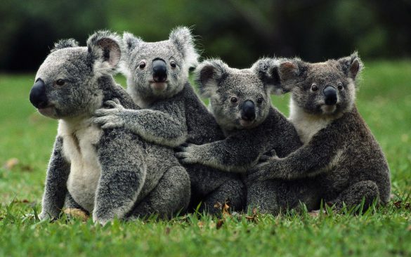 Koala – tapety na pulpit (19)