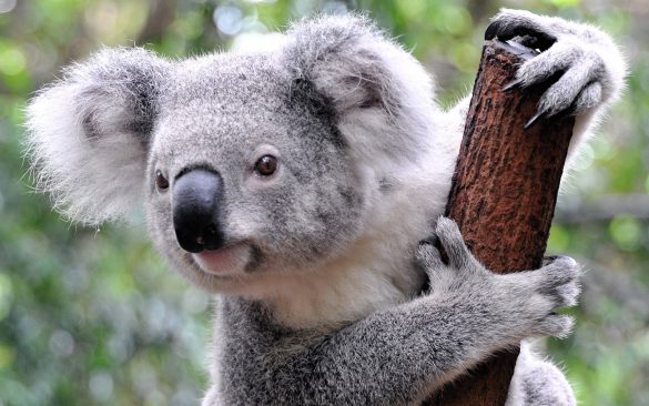 Koala – tapety na pulpit (2)