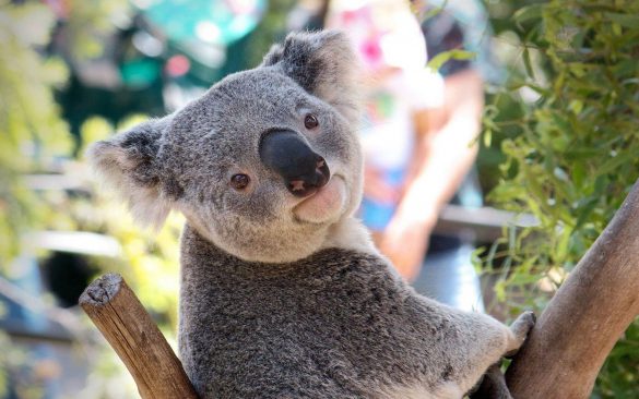 Koala – tapety na pulpit (3)
