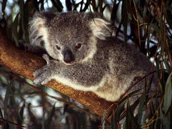 Koala – tapety na pulpit (4)