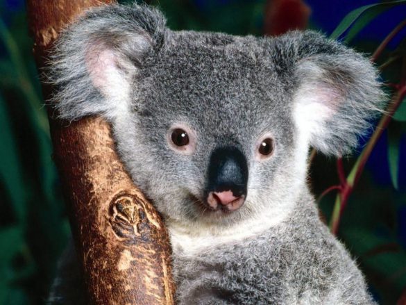 Koala – tapety na pulpit (5)