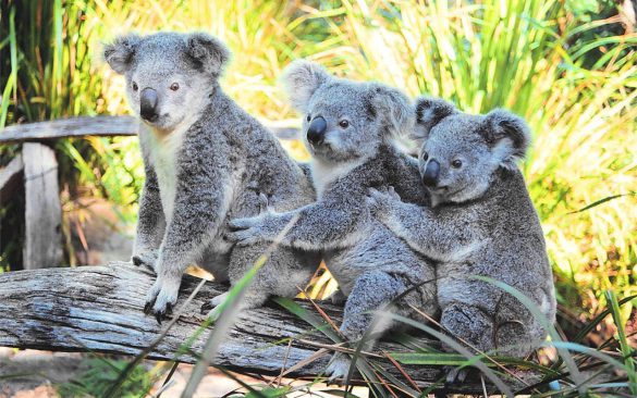 Koala – tapety na pulpit (7)