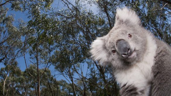 Koala – tapety na pulpit (8)