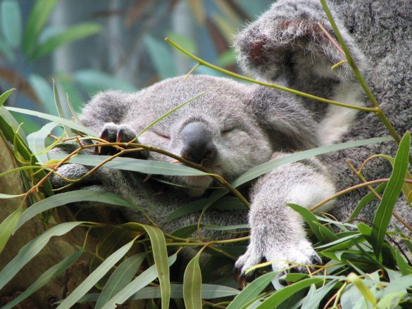 Koala – tapety na pulpit (9)
