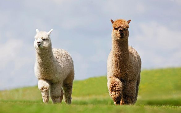 Lama – tapety na pulpit (11)