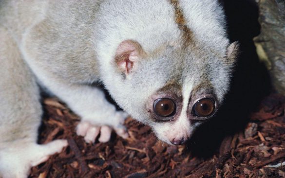 Lemur – tapety na smartfon i tablet (6)