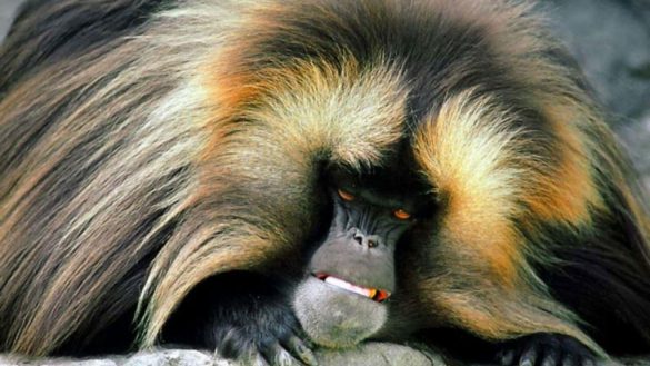 Małpa – tapety na smartfon i tablet (12)