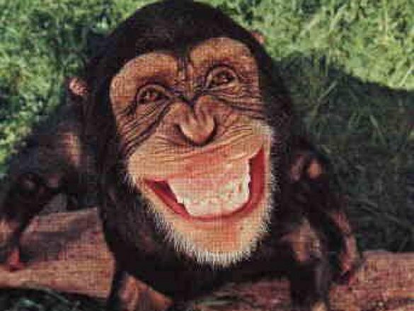 Małpa – tapety na smartfon i tablet (15)