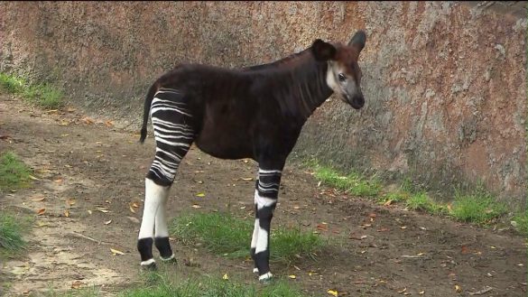 Okapi – tapety na pulpit (7)