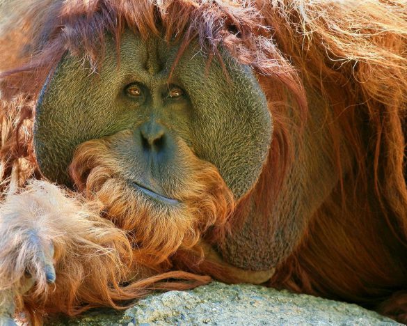 Orangutan – tapety na smartfon i tablet (1)