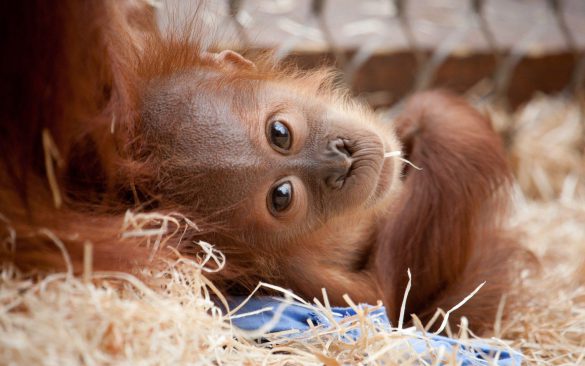 Orangutan – tapety na smartfon i tablet (10)