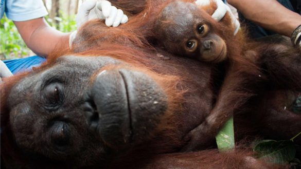 Orangutan – tapety na smartfon i tablet (11)