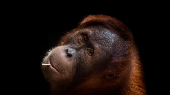 Orangutan – tapety na smartfon i tablet (12)