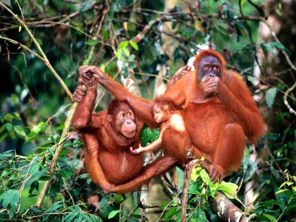Orangutan – tapety na smartfon i tablet (13)