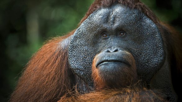 Orangutan – tapety na smartfon i tablet (14)