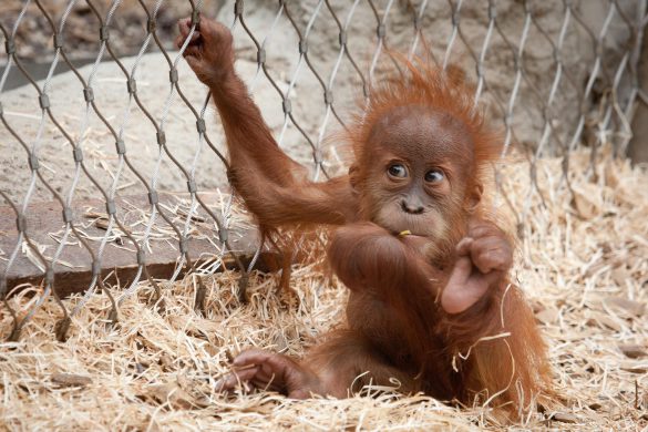 Orangutan – tapety na smartfon i tablet (15)