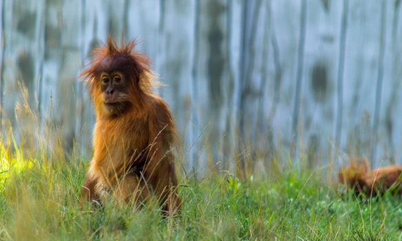 Orangutan – tapety na smartfon i tablet (16)