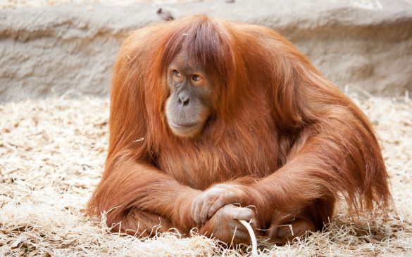 Orangutan – tapety na smartfon i tablet (17)