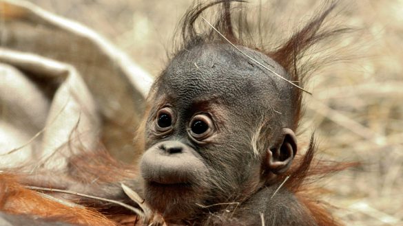 Orangutan – tapety na smartfon i tablet (18)