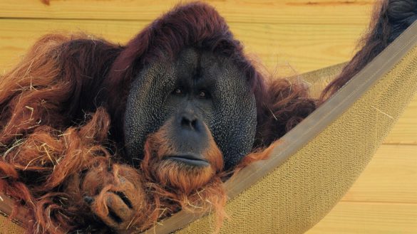 Orangutan – tapety na smartfon i tablet (19)